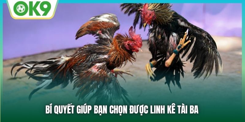 Bí quyết giúp bạn chọn được linh kê tài ba