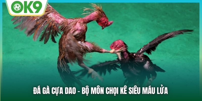 Đá gà cựa dao - Bộ môn chọi kê siêu máu lửa