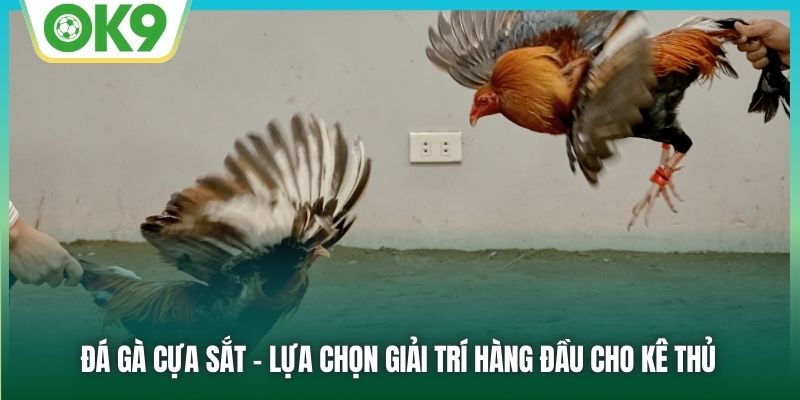 Đá gà cựa sắt - Lựa chọn giải trí hàng đầu cho kê thủ