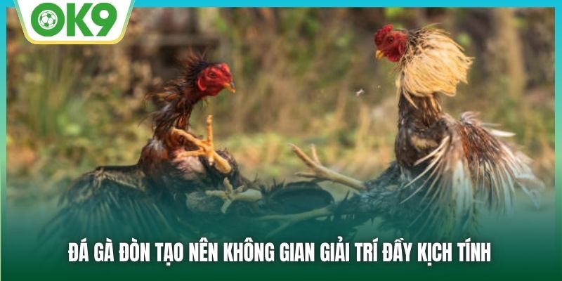 Đá gà đòn tạo nên không gian giải trí đầy kịch tính