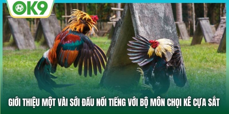 Giới thiệu một vài sới đấu nổi tiếng với bộ môn chọi kê cựa sắt