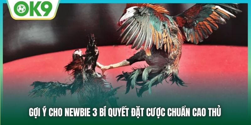 Gợi ý cho newbie 3 bí quyết đặt cược chuẩn cao thủ