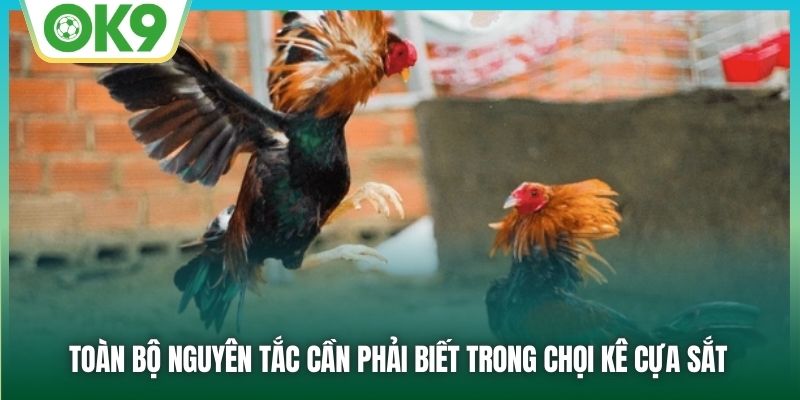 Toàn bộ nguyên tắc cần phải biết trong chọi kê cựa sắt