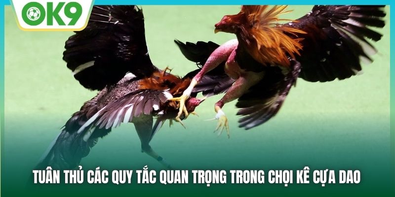 Tuân thủ các quy tắc quan trọng trong chọi kê cựa dao